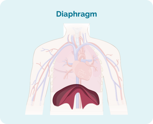 ʻO Diaphragm