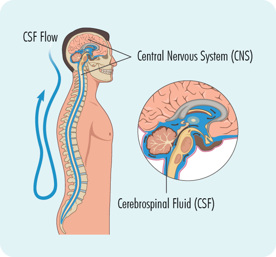 Our brain and spinal cord are surrounded by a fluid called "cerebral spinal fluid".