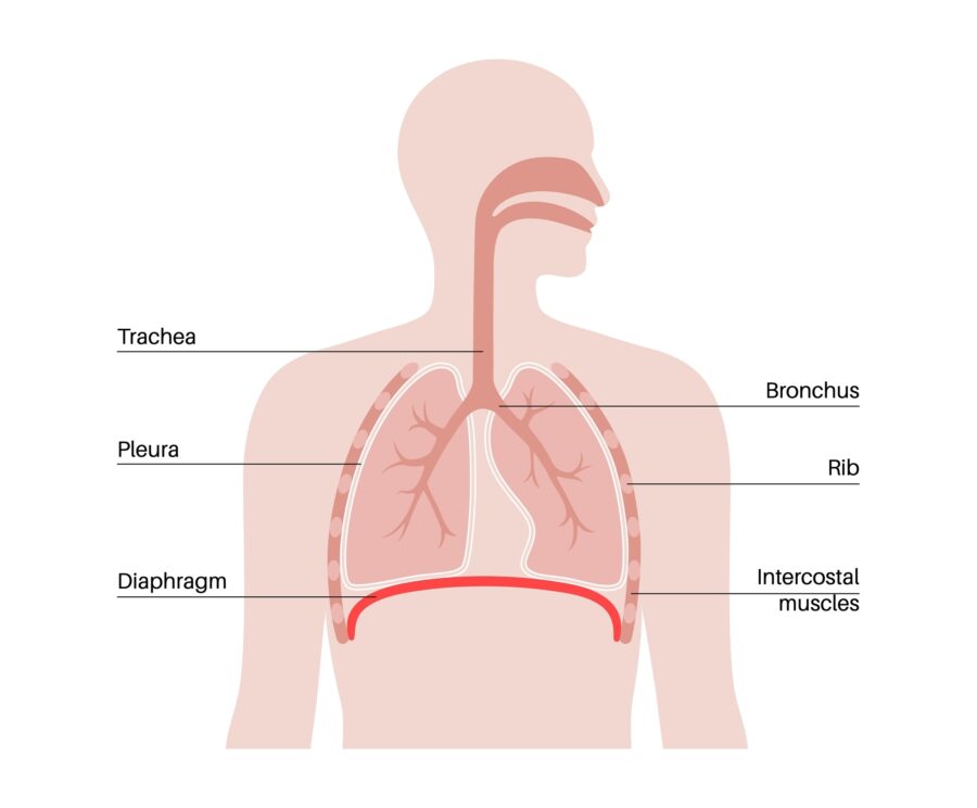 Image of respiratory system with airway going from nose and mouth down the throat and into lungs in the chest behind the ribs. A dome shaped muscle called the diaphragm is seen under the lungs.