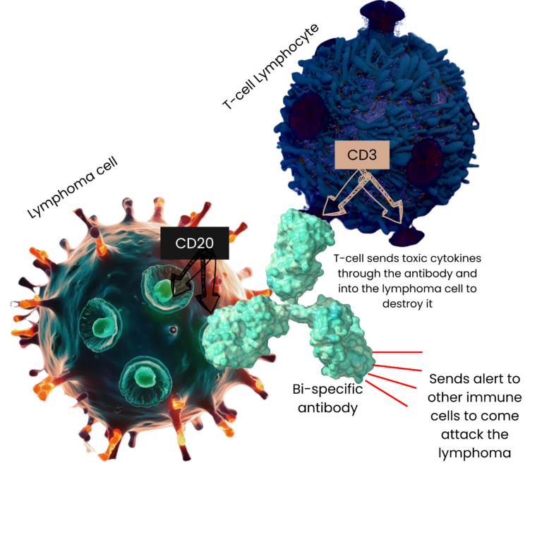 Image of a bi-specific antibody attaching to the CD3 protein on a T-cell and the CD20 on the lymphoma cell